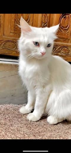 pawer whiite blue eyes Persian cat