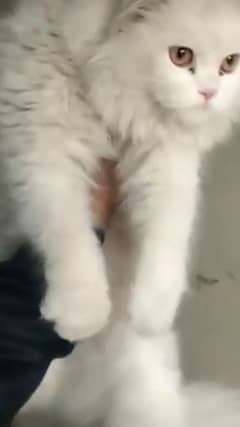 White persian cat for SAle(+92 370 4678376)