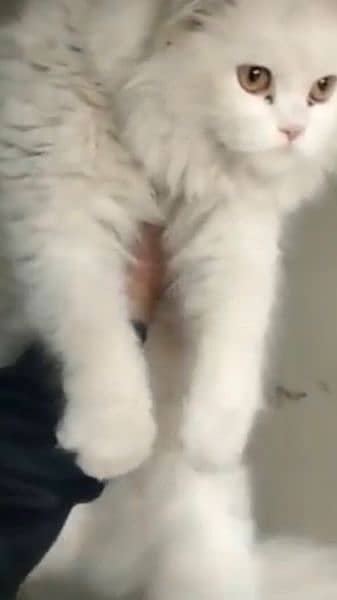 White persian cat for SAle(+92 370 4678376) 0