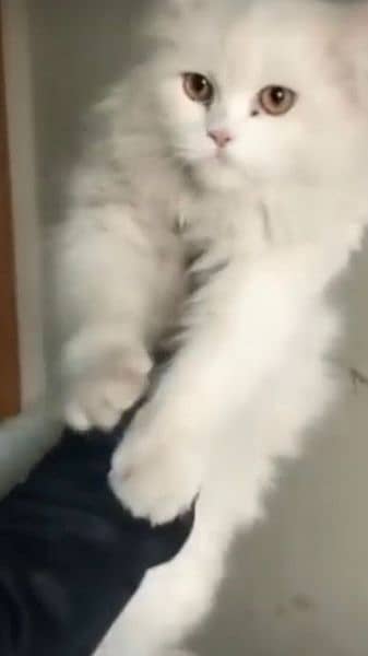 White persian cat for SAle(+92 370 4678376) 1