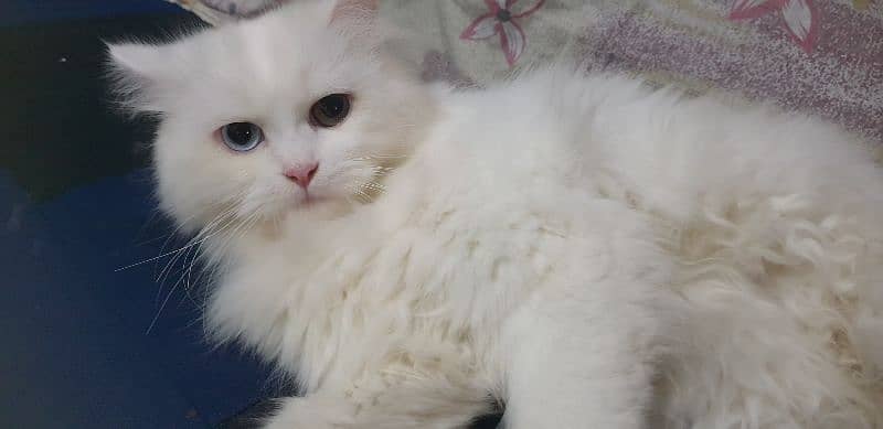 Persian Cat (Pair) 2