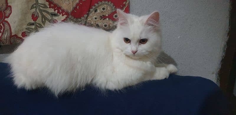 Persian Cat (Pair) 5