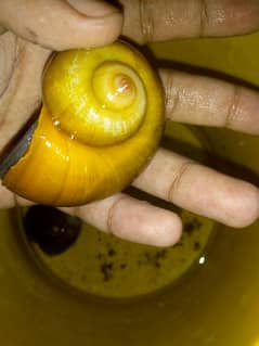 2 Gaint snail