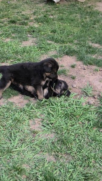 German shepherds Long coat 7