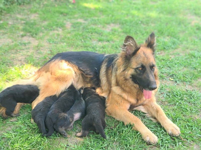 German shepherds Long coat 10