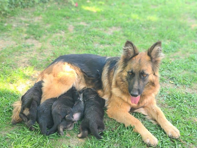 German shepherds Long coat 11