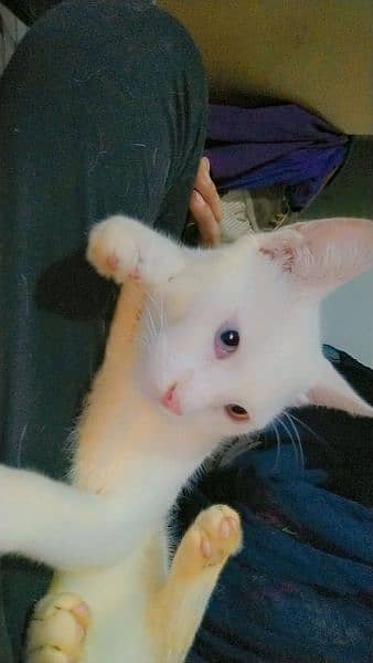 persion male kitten sale potty train green and blue eyes 0