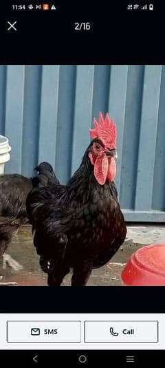 Australorp male and female
