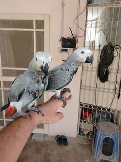 Grey parrot local breed Congo size may be pair
