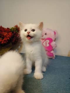 persuan cat Kittens Available Odd Eyes