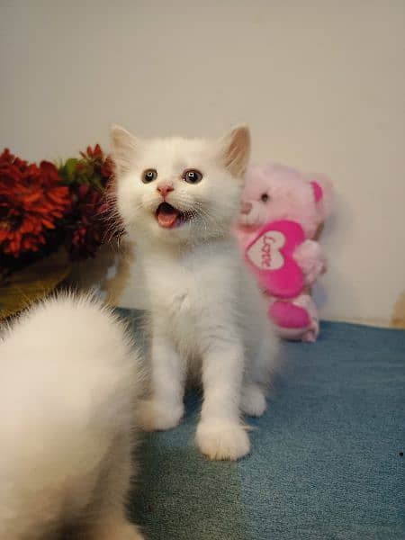 persuan cat Kittens Available Odd Eyes 0