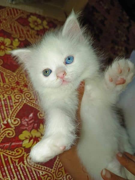 persuan cat Kittens Available Odd Eyes 1
