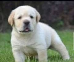 Labrador puppy for sale