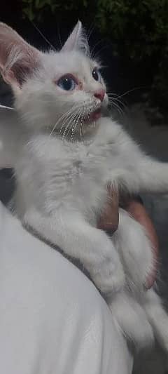 persian kitten blue eyes