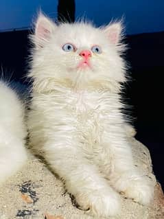 Persian Kitten/Cats/Female/White kitten/blue eyes Cute/punch face 0