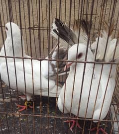 Indian fantail pair for sale