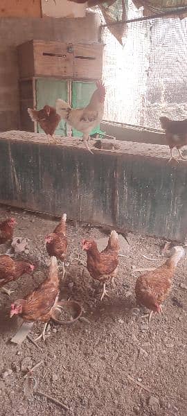 Lohmann brown eggs for sale 1