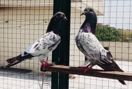 Pigeons Breeder Pairs available for sale 0308-5000940