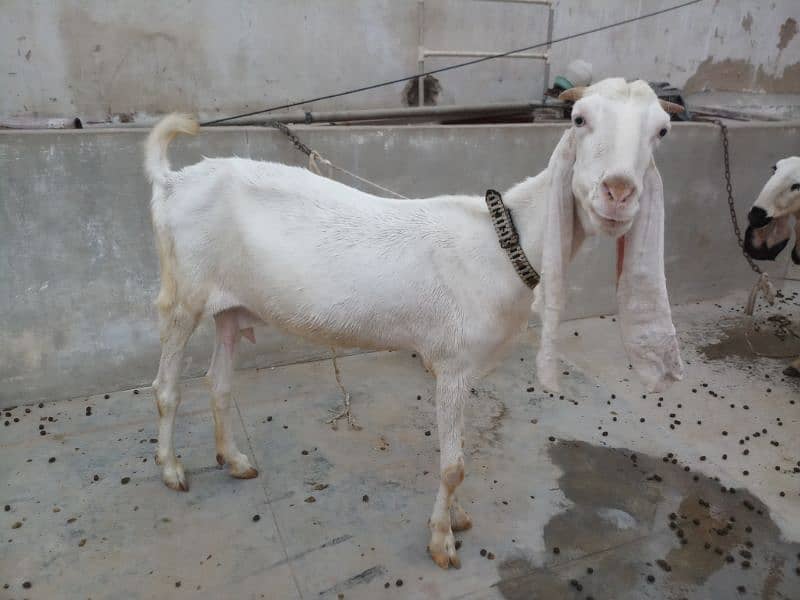 Gulabi bakri 1