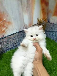 white female Persian kitten 03234315250