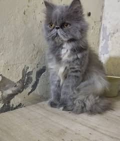 beautiful and cute kittens and cat available