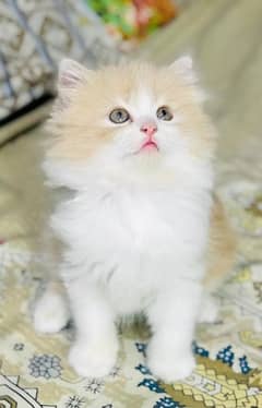 Bi colour male kitten