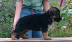 Germen shepherd / Germen shepherd pair/ Germen shepherd puppy