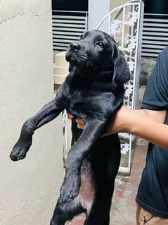 labrador female puppy