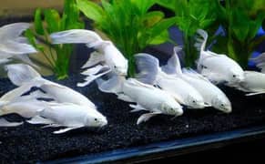 imported fishes new & use aquriums