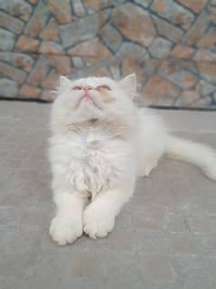 persian kitten cat baby