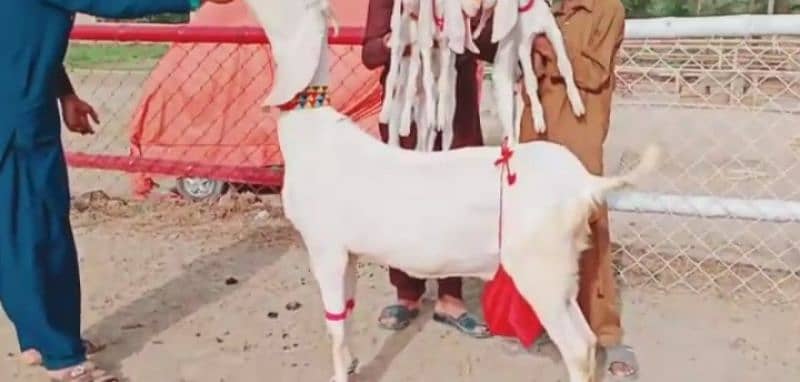 3 bacche wali Rajan Puri bakri for sale. 03277559164 3