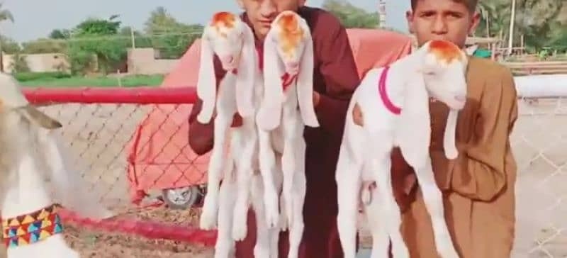 3 bacche wali Rajan Puri bakri for sale. 03277559164 4