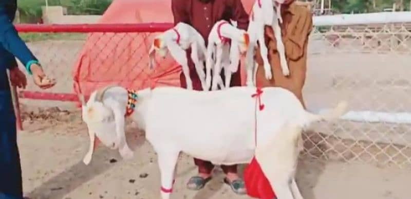 3 bacche wali Rajan Puri bakri for sale. 03277559164 5