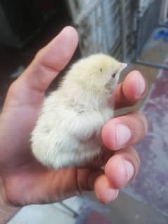 heera aseel chicks 1 week old