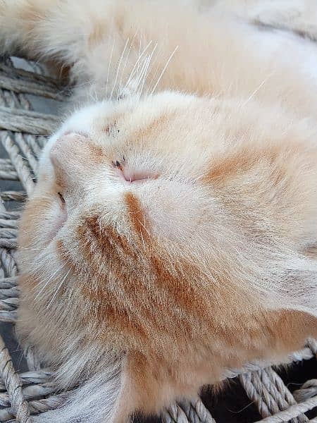 Beautiful Brown Persian Cat. Perfectly Tamed. 3