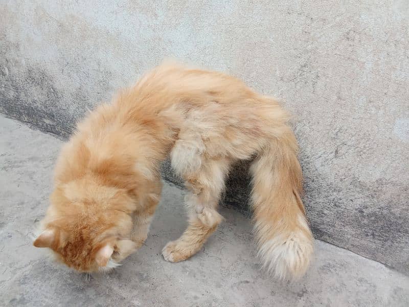 Beautiful Brown Persian Cat. Perfectly Tamed. 4