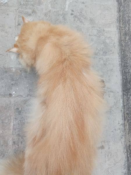 Beautiful Brown Persian Cat. Perfectly Tamed. 5