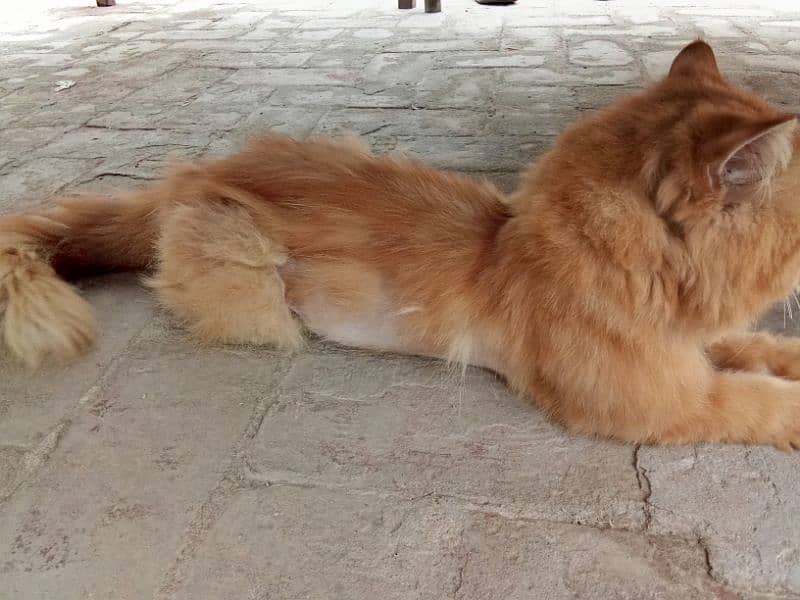 Beautiful Brown Persian Cat. Perfectly Tamed. 6