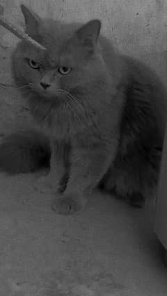my gray cat is missing give and take 7000rs
