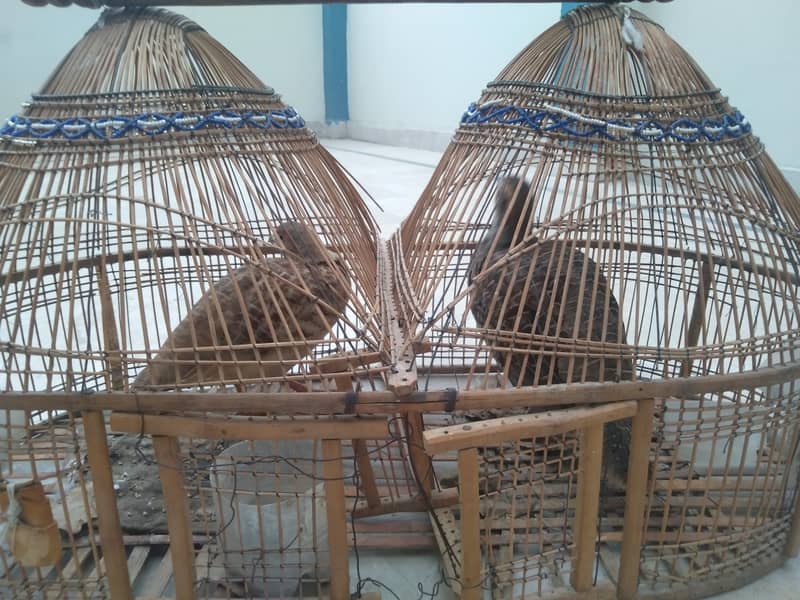 Dakni teetar for sale in bahawalpur 0