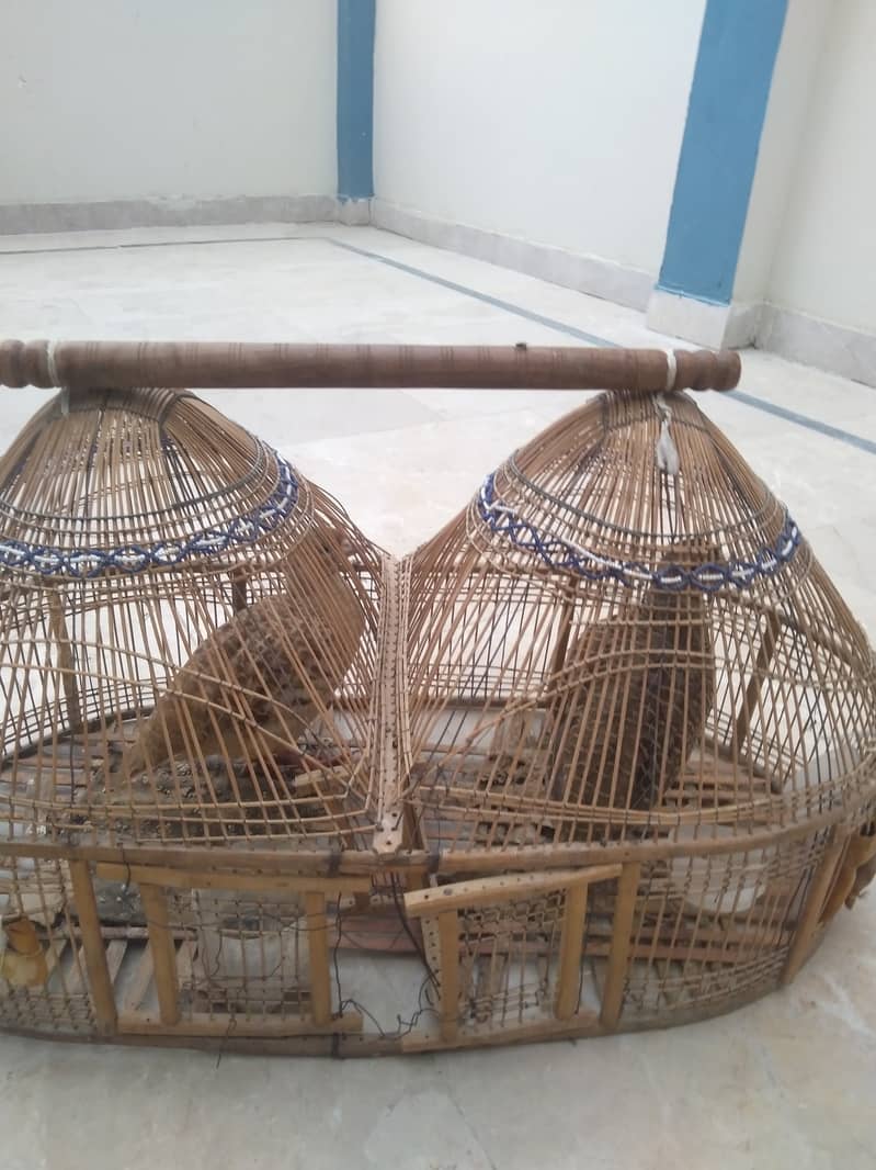 Dakni teetar for sale in bahawalpur 5