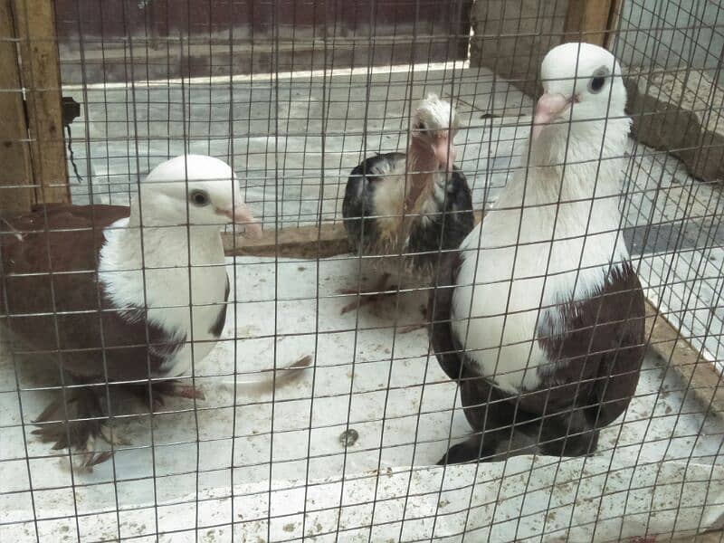 karbalai pigeons breader pair 6