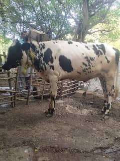 2 Jersey frizon bachria for sale