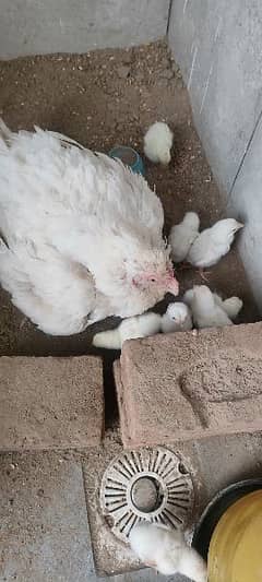 Heera chicks white blood for sale