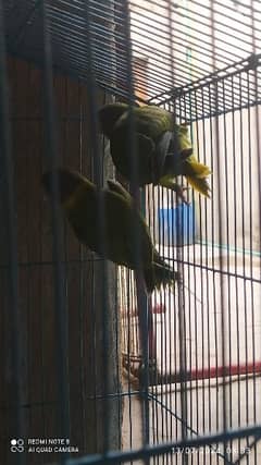 Plum head Parrot patha pair