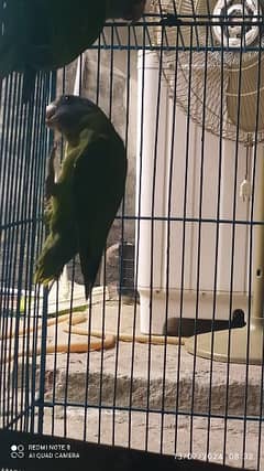 Plum head Parrot Female patha