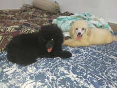Poodle pups (French poodle) pure