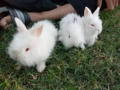 English angora top quality bunnies pair available