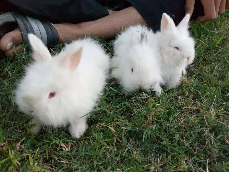 English angora top quality bunnies pair available 0