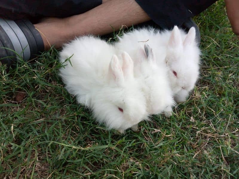 English angora top quality bunnies pair available 1